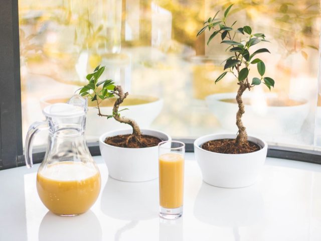 Comparatif Hurom vs Omega pour jus – guide synthétique