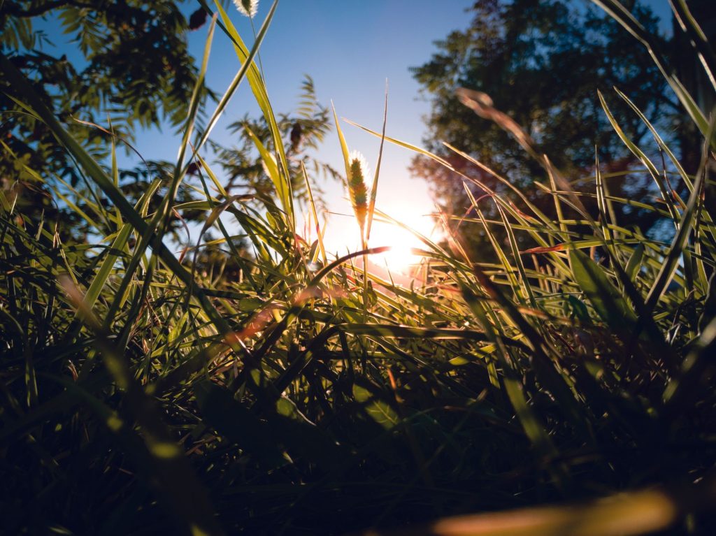 La vitamine D et ses bienfaits sur la cognition