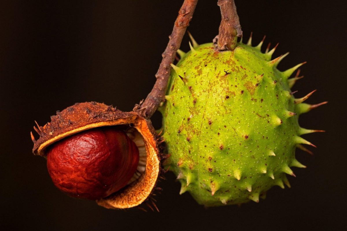 Utiliser fruits abîmés ou trop mûrs pour faire des jus