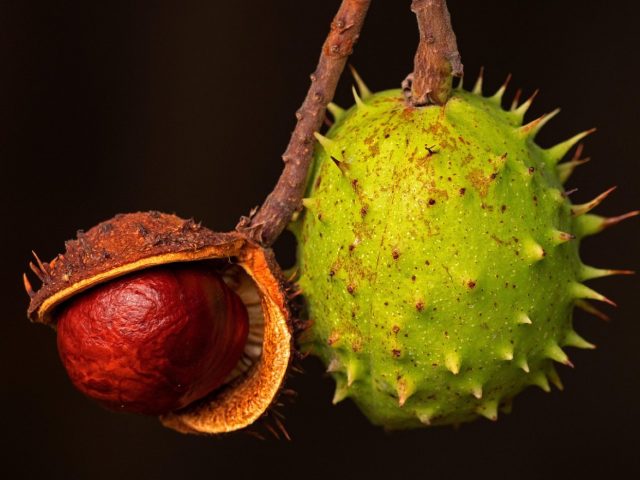 Utiliser fruits abîmés ou trop mûrs pour faire des jus