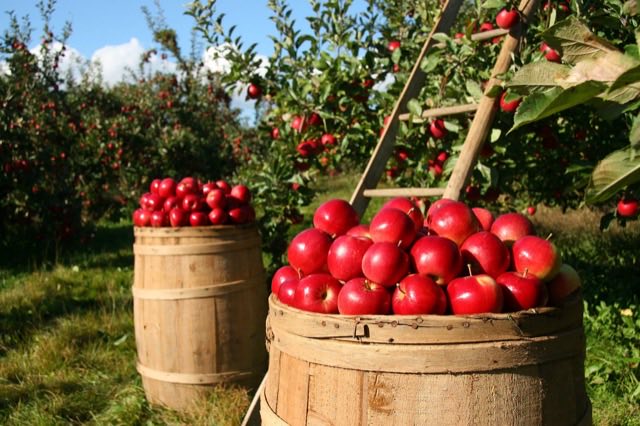 Jardiner pour ses propres fruits à jus