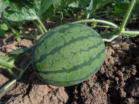 Les bienfaits de la pastèque dans votre alimentation