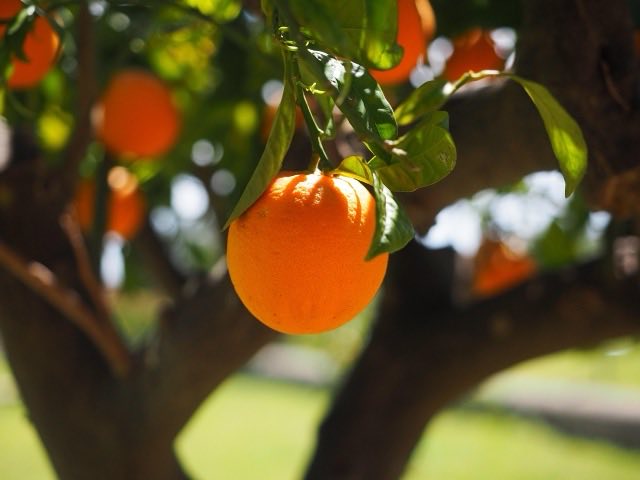 Le Rôle de la Vitamine D dans la Santé Cognitive